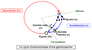 The chromosomal cycle of a gymnosperm