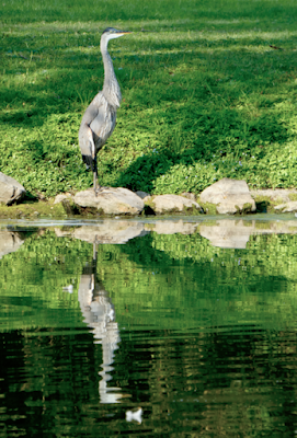 A great blue heron stands next to a lake and is reflected in the surface of the water.