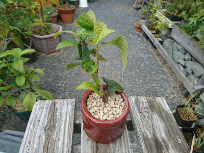 オオデマリのミニ盆栽　完成