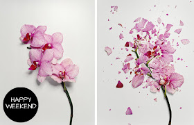 Broken flowers by John Shireman
