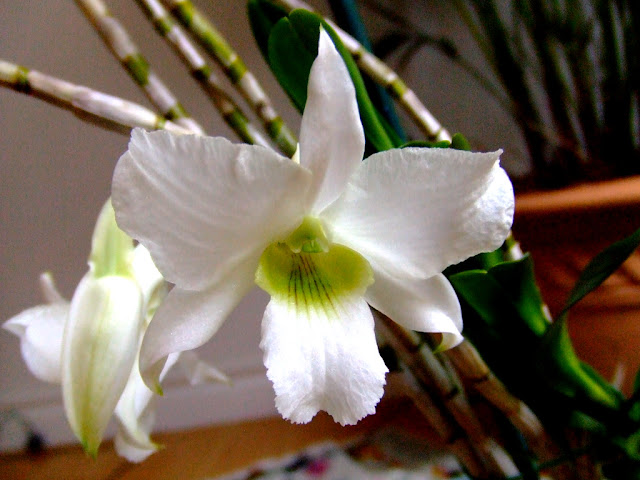 Kết quả hình ảnh cho Dendrobium dearei Reichenbach f.