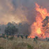    Φωτιά στον Έβρο: Δραματική η κατάσταση στο προστατευόμενο δάσος της Δαδιάς 