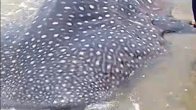 Terdampar, Ikan Hiu Berukuran 10 Meter Ditemukan Warga Di Tepi Pantai Kampis