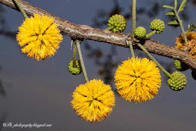 Acacia Flowers