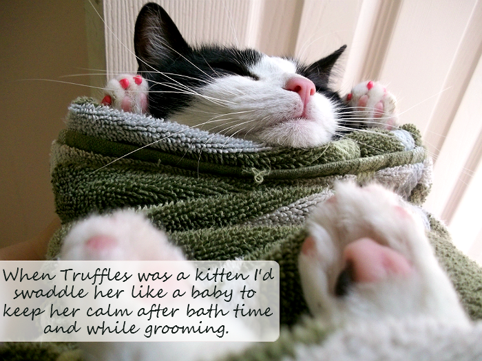 Pink toed kitten Truffles was comforted as a kitten by being swaddled like a human baby. #GoodlifePet #Shop #Cbias