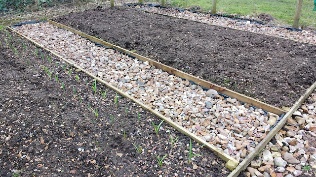 starting a cut flower patch at the allotment