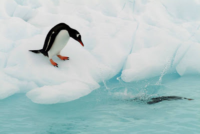 amazing antarctica