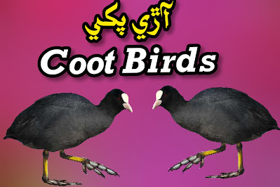 Coot Birds in pakistan