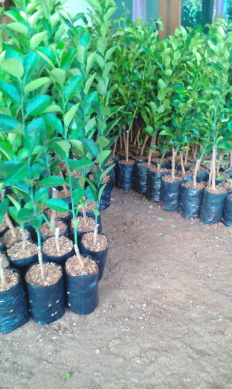 JUAL 49 JENIS TANAMAN BUAH SEMARANG SINOX NURSERY