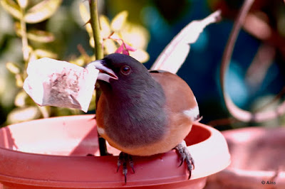 Rufous Treepie