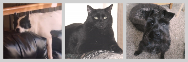 collage of three pets. black and white dog, black cat, and black dog