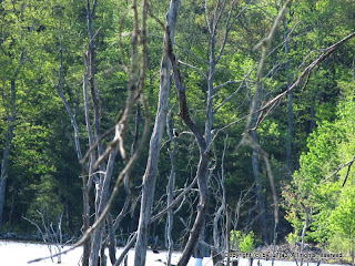 Osprey Perching