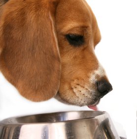 Dog Feeding Tips3