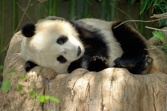  Gambar  Panda  Lucu  Serta Asal Usul Panda  Ayeey com