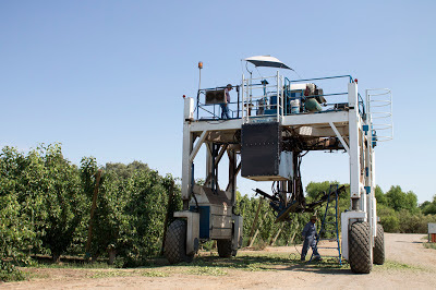 Kingsburg Orchard