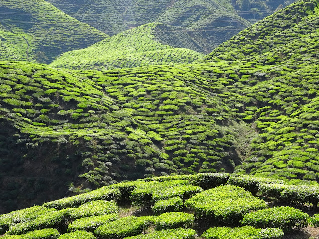 tea cameron highlands malaysia