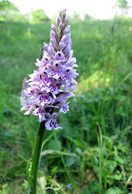 Common spotted orchid, Dactylorhiza fuchsii, with beetle. High Elms Country Park, 4 June 2011.