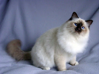 Birman Cat Wallpaper