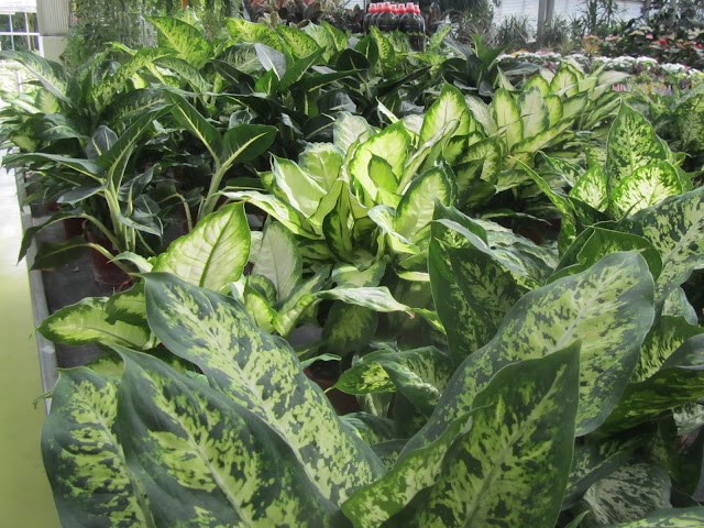 Diverse specie di Dieffenbachia