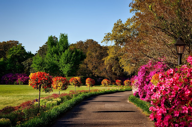 The Most Beautiful Flowers You Can Plant in Your Garden, Best type of flowers