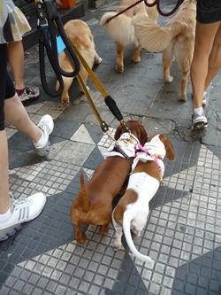 Cãonhecendo 3 (149)