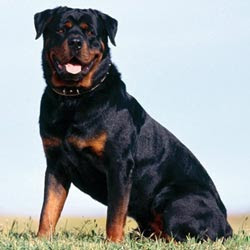 Rottweiler