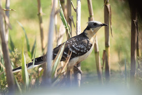 Great Spotted Cuckoo - Oued Massa, Morocco