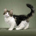 Most frequent cancerous tumours for the Norwegian Forest Cat