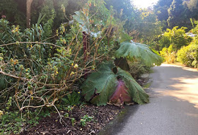 Visite du jardin botanique de San Francisco