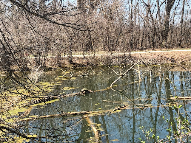 A snapping turtle enjoying a pause in the wetlands of Pratt's Wayne Woods.