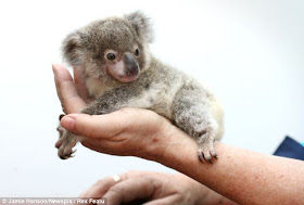 Orphaned baby koala was found on a roadside in Brisbane, Raymond the abandoned baby koala, baby koala pictures, little koala