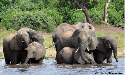 Mortes de centenas de elefantes na África, elefantes, Botsuana, meio ambiente, natureza, animal,