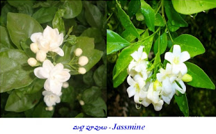 GOOD SMELL TO FLOWERS DURING NIGHTS? 2023
