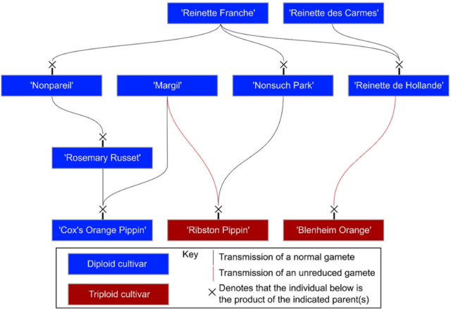 A pedegree s=chart showing the ancestry of Cox's orange Pippin and Ribston Pippin