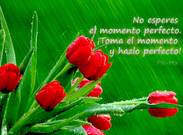 No esperes el momento, Tulipanes rojos