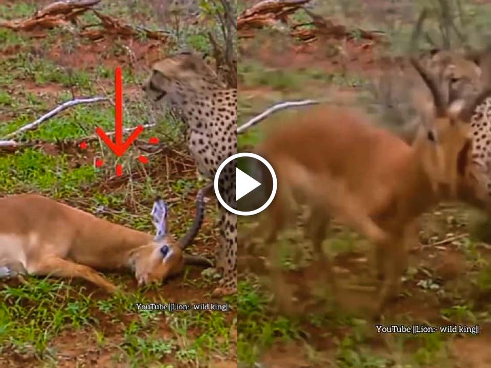 Impala behaves like actor to save its life from leopard,