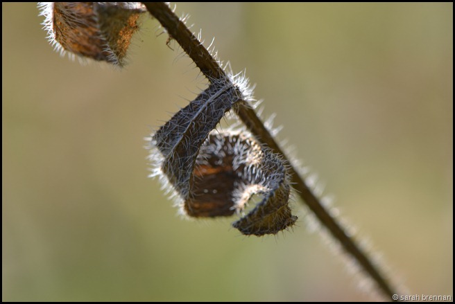 DSC_0555 (5)