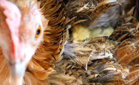 Bantam and quail chick