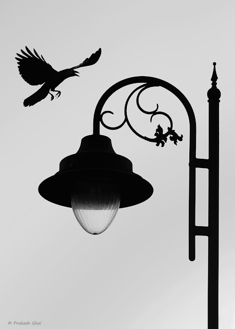 A Bird Flying across a Street Lamp near Albert Hall Museum Jaipur