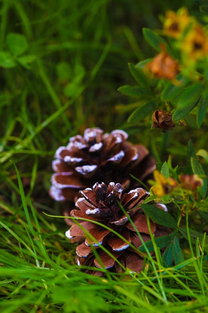 Couple of Pinecones in the Grass