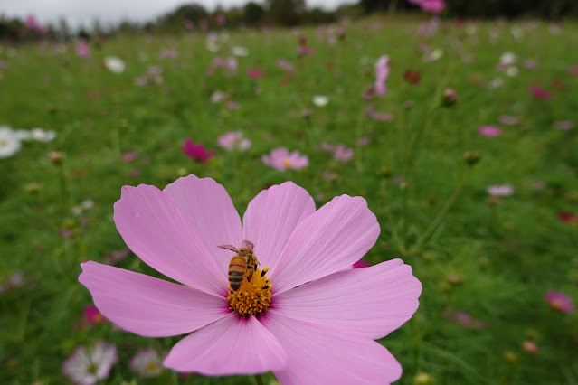 鳥取県西伯郡南部町鶴田　とっとり花回廊　秘密の花園