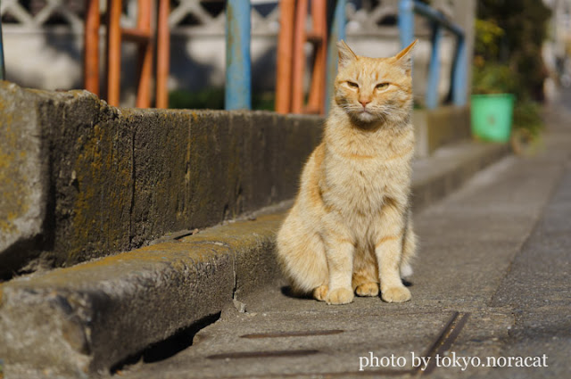 猫写真