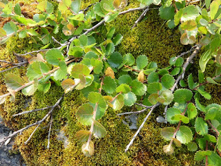 Bouleau glanduleux - Betula glandulosa