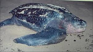 Leatherback Turtle