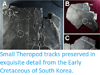 https://sciencythoughts.blogspot.com/2019/04/small-theropod-tracks-preserved-in.html