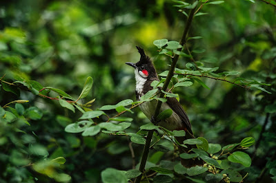 Jamduar Reserve Forest Bodoland