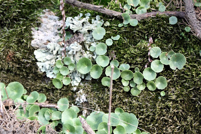 Ombilic (umbilicus rupestris), ou encore nombril de Vénus