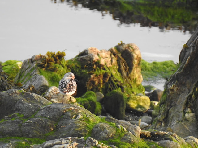 Sanderling on Solfach