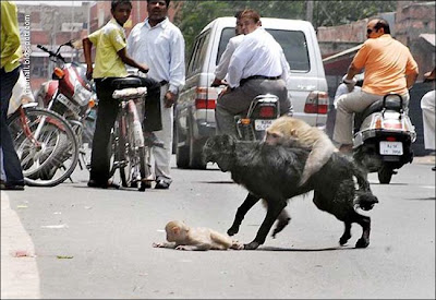 Monkey in road