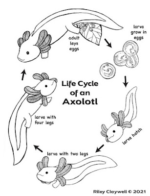 Life Cycle of an Axolotl ©Riley Claywell